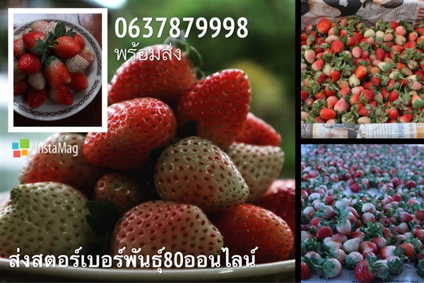 สตรอเบอร์รี่พันธุ์80