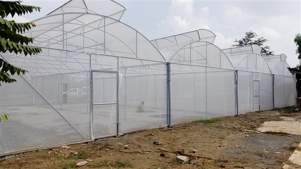โรงเรือนปลูกพืช | AiLey Farm - คลองหลวง ปทุมธานี