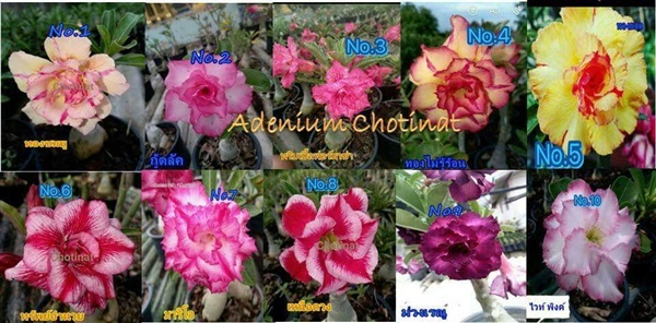 ชวนชมดอกซ้อน | ชวนชมดอกซ้อนAdenium - แสวงหา อ่างทอง