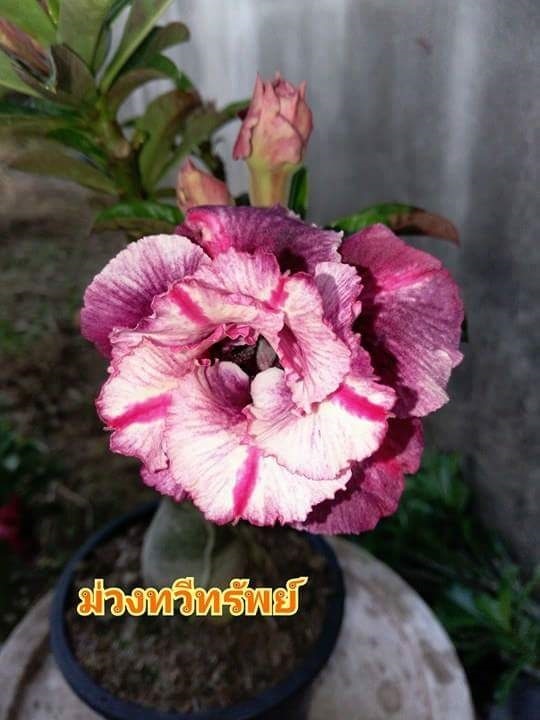 ชวนชมดอกซ้อน | ชวนชมดอกซ้อนAdenium - แสวงหา อ่างทอง