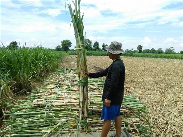 ขายอ้อยพันธุ์ขอนแก่น3 อู่ทอง12,15 LK9211,KPK9851 | ไร่อ้อยกำแพงเพชร - ไทรงาม กำแพงเพชร