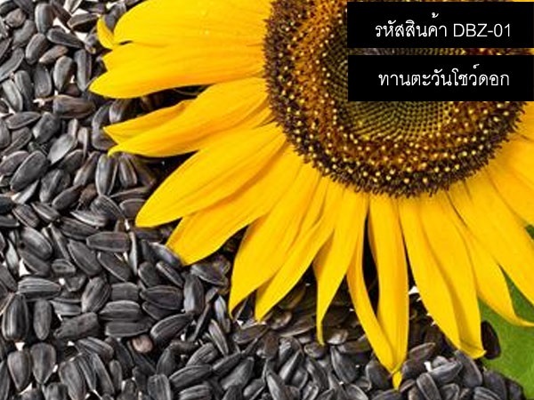 เมล็ดพันธุ์ทานตะวันดอกใหญ่ ซอง/กิโลกรัม จำหน่ายเมล็ดพันธุ์ดี