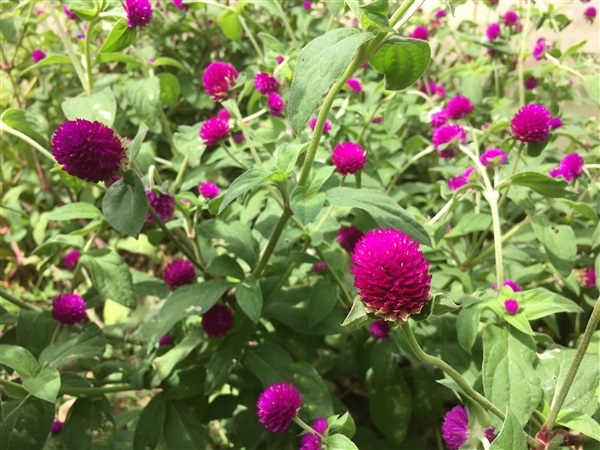 เมล็ดดอกบานไม่รู้โรยสีบานเย็นเข้ม | Happy Organic Farm - สามชุก สุพรรณบุรี