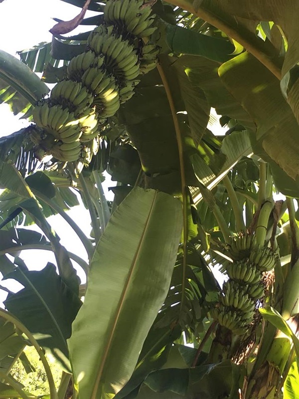 หน่อกล้วย-พันธุ์กล้วยน้ำว้าปากช่อง 50 เครือใหญ่ ผลใหญ่ ดกมาก | ๋JWFarm - ท่าหลวง ลพบุรี
