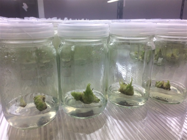  Saba banana tissue culture | สุขพอดี ฟาร์ม - เมืองนครปฐม นครปฐม