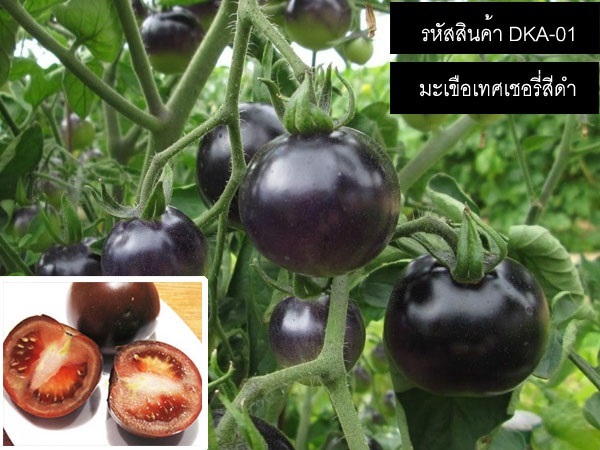 เมล็ดพันธุ์มะเขือเทศเชอรี่สีดำ (จำหน่ายเมล็ดพันธุ์นำเข้า) | thailandseedshop - เมืองสมุทรปราการ สมุทรปราการ