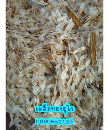 เมล็ดทองอุไร | สวนสมโภชพันธุ์ไม้ - แก่งคอย สระบุรี