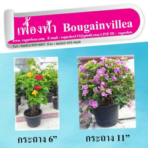  เฟื่องฟ้า  Bougainvillea