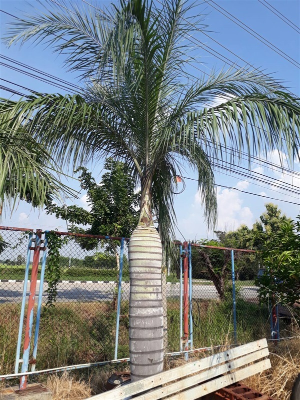 ปาล์มขุนหมากรุก | นเรศสวนปาล์ม - เดิมบางนางบวช สุพรรณบุรี