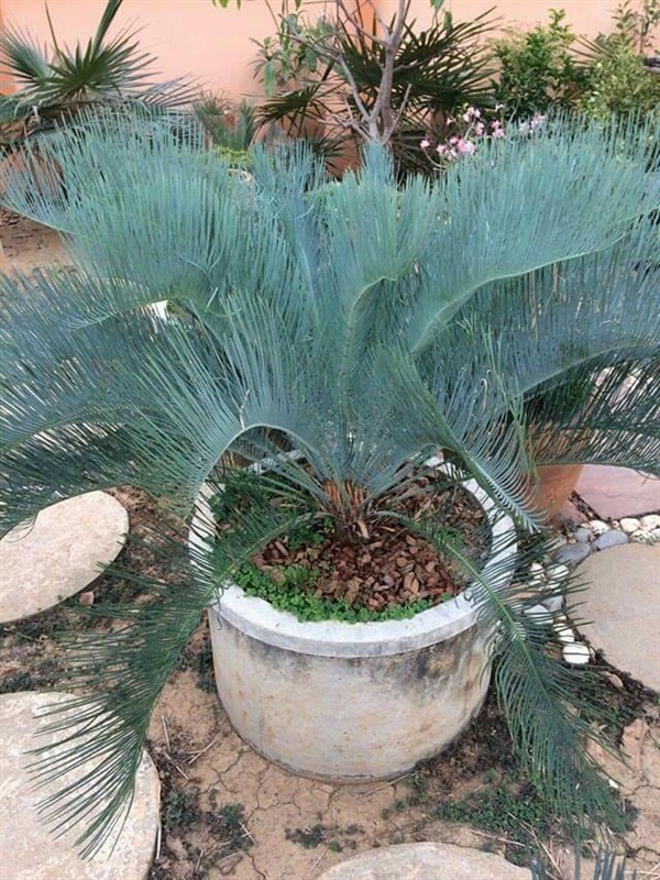 ปรง cycad craincaina