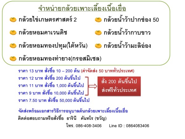 กล้วยเพาะเลี้ยงเนื้อเยื่อ | ธารินี  - เมืองนครปฐม นครปฐม