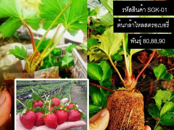 ต้นกล้าไหลสตรอเบอรี่พันธุ์ 80 (จำหน่ายไหลพันธุ์คุณภาพดี) | thailandseedshop - เมืองสมุทรปราการ สมุทรปราการ