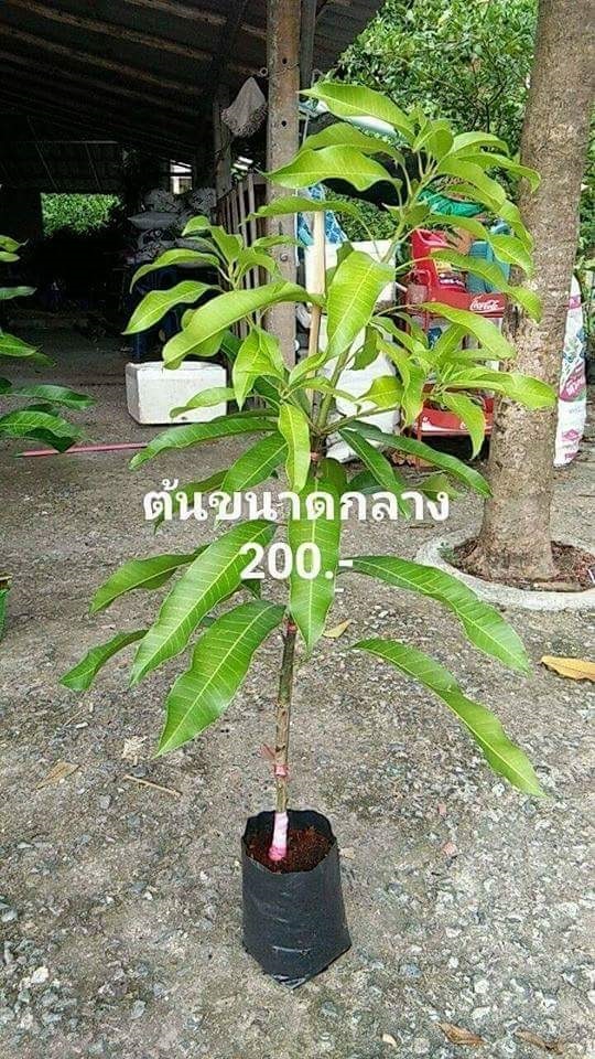 กิ่งพันธุ์มะมวงเบา ขนาดกลาง