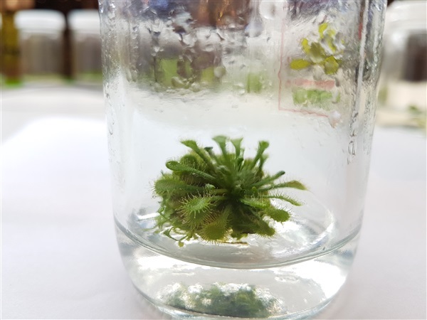 พืชกินแมลง หยาดน้ำค้าง Drosera spatulata | Parsimony Biotech - บางเลน นครปฐม