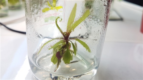 พืชกินแมลง หยาดน้ำค้างนิวซีเลนด์ Drosera adelae | Parsimony Biotech - บางเลน นครปฐม