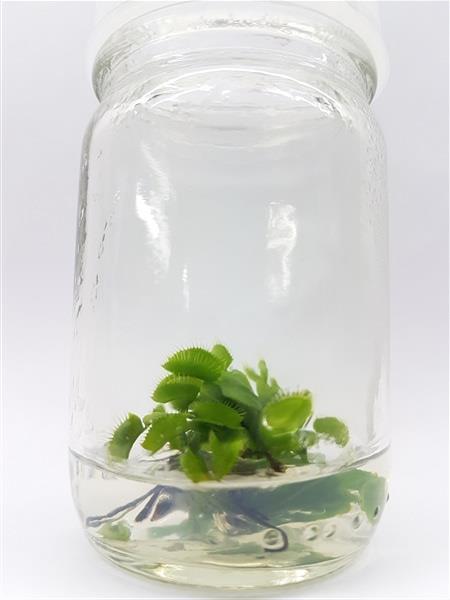 พืชกินแมลง กาบหอยแครง venus flytrap | Parsimony Biotech - บางเลน นครปฐม