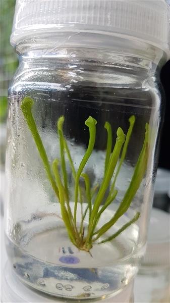 พืชกินแมลง ซาราสิเนีย Sarracenia | Parsimony Biotech - บางเลน นครปฐม