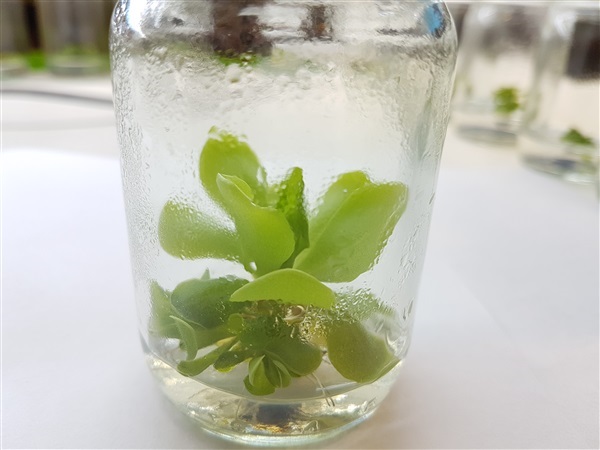 พืชกินแมลง พิงกุย Pinguicula | Parsimony Biotech - บางเลน นครปฐม