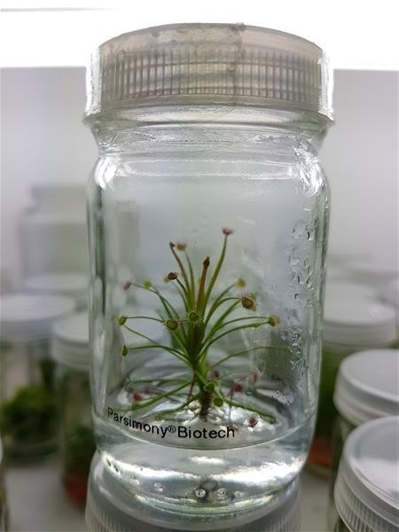 พืชกินแมลง หยาดน้ำค้างพาราโดซา Drosera paradoxa | Parsimony Biotech - บางเลน นครปฐม