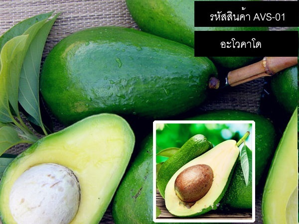 เมล็ดพันธุ์อะโวคาโดเขียว - (จำหน่ายเมล็ดพันธุ์นำเข้าคุณภาพดี