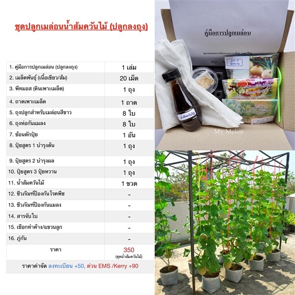 ชุดปลูกเมล่อนน้ำส้มควันไม้ (ปลูกลงถุง) | My Melon  - จอมทอง กรุงเทพมหานคร