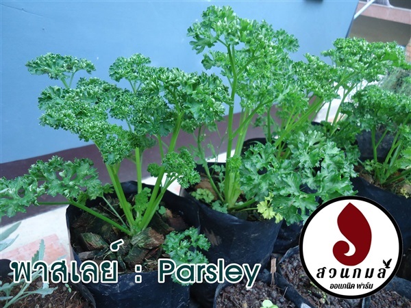 พาสเลย์ (Parsley) | สวนกมล ออแกนิคฟาร์ม - เมืองเชียงราย เชียงราย