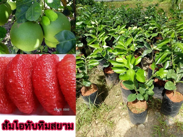 ต้นส้มโอทับทิมสยาม เสียบยอด พันธุ์แท้ รสหวาน โตเร็ว ทนโรค สี