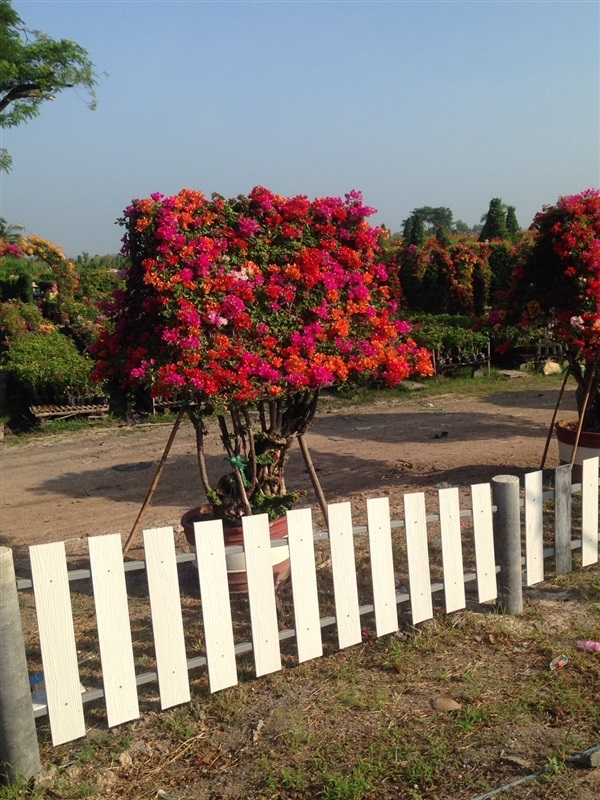 เฟื้องฟ้า  Bougainvillea | ซี เอส การ์เด้น - ธัญบุรี ปทุมธานี