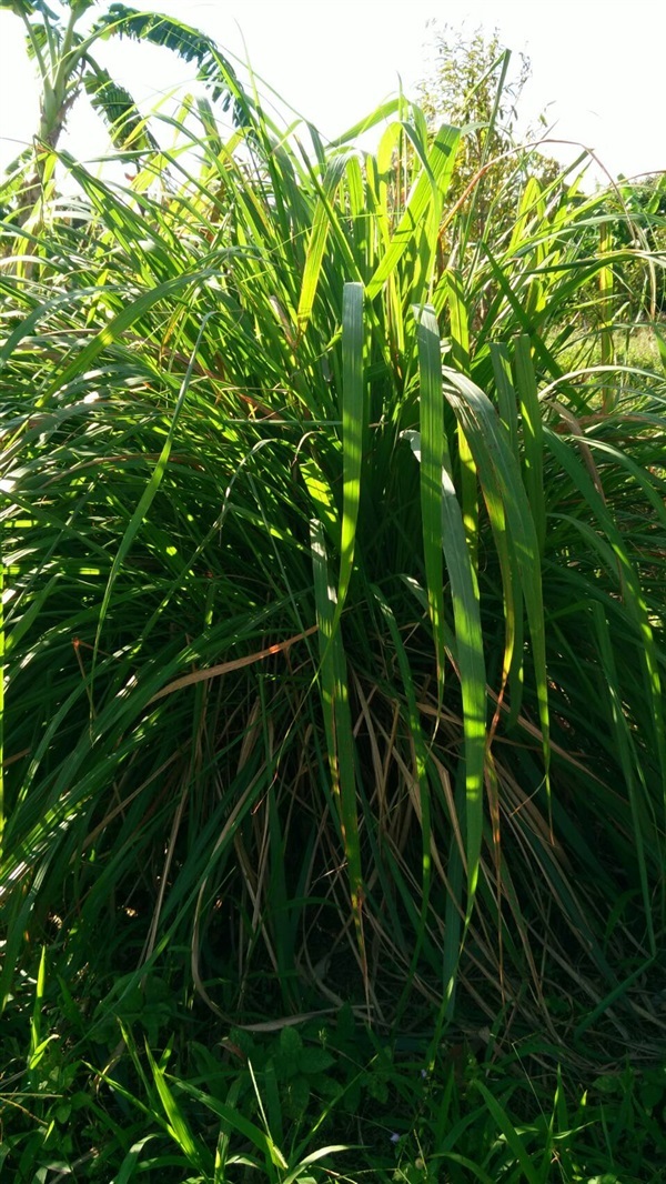 ตระไคร้หอม โดยสุชา การ์เด้น อ.ขลุง จ.จันทบุรี รหัสสินค้า 281352