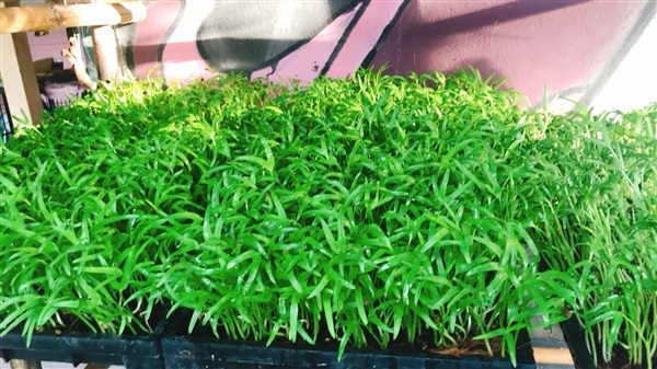 ต้นอ่อนผักบุ้ง | C & P Green Farm - กบินทร์บุรี ปราจีนบุรี