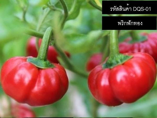 เมล็ดพันธุ์พริกฟักทอง(จำหน่ายเมล็ดพันธุ์นำเข้าคุณภาพดี) | thailandseedshop - เมืองสมุทรปราการ สมุทรปราการ