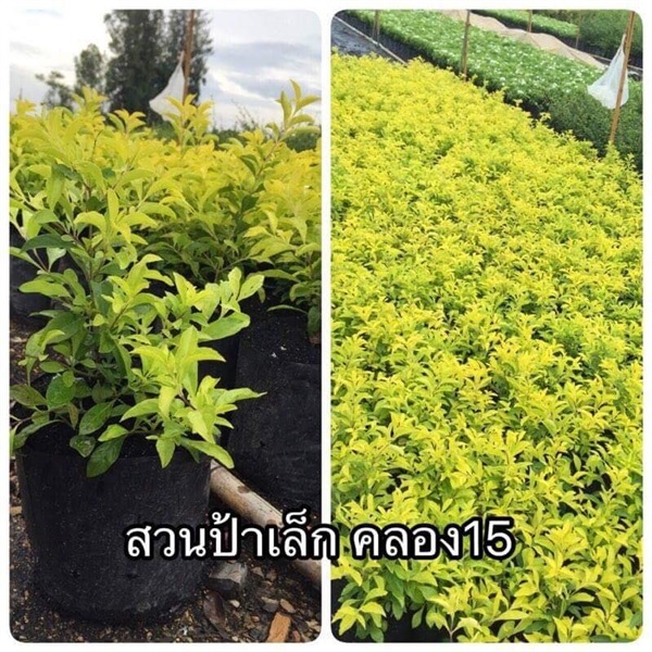 เทียนทอง