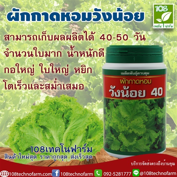 ผักกาดหอมวังน้อย