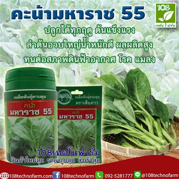 คะน้ามหาราช 55