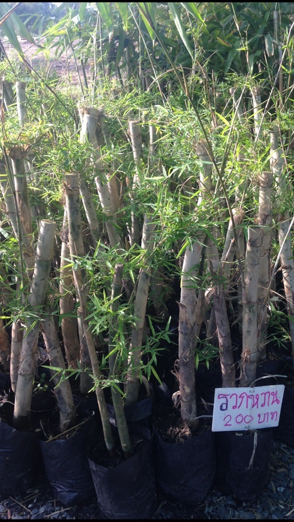 ไผ่รวกหวาน. บริการส่ง เก็บเงินปลายทาง | สวนพันธุ์ไม้ ป๊อบ - องครักษ์ นครนายก