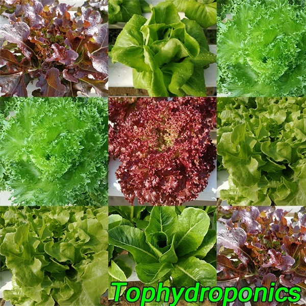 จำหน่าย ผักสลัด ผักไฮโดรโปนิกส์ ปลีกและส่ง | Top Hydroponics Farm - ศรีราชา ชลบุรี