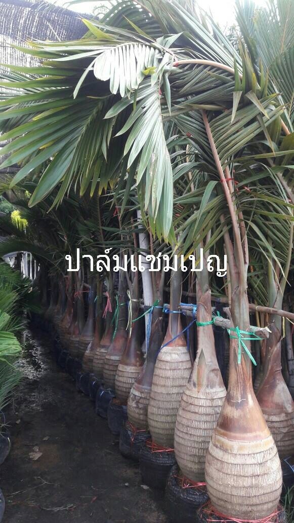 ปาล์ม แชมเปญ | สำเริง พันธุ์ไม้ -  ปราจีนบุรี