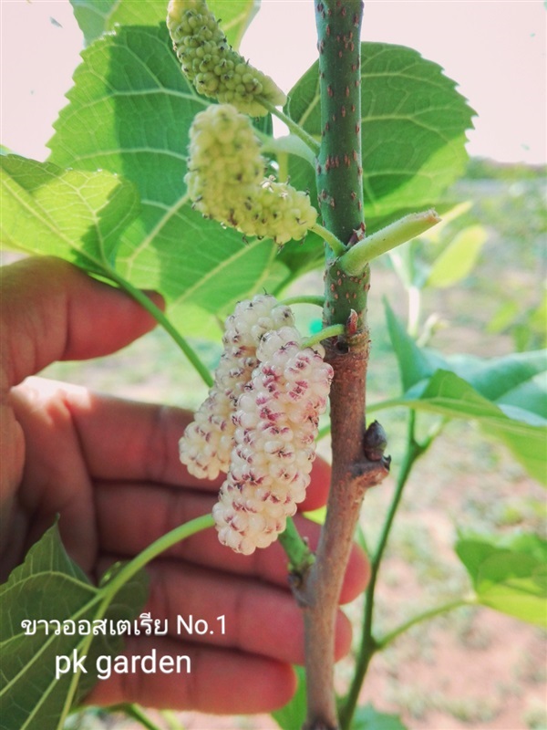 มัลเบอรี่ หม่อนกินผล พันธุ์ขาวออสเตเรีย | สวนเกษตรผักบุ้งกับกุ้งนาง มัลเบอรี่ ชัยภูมิ - เมืองชัยภูมิ ชัยภูมิ