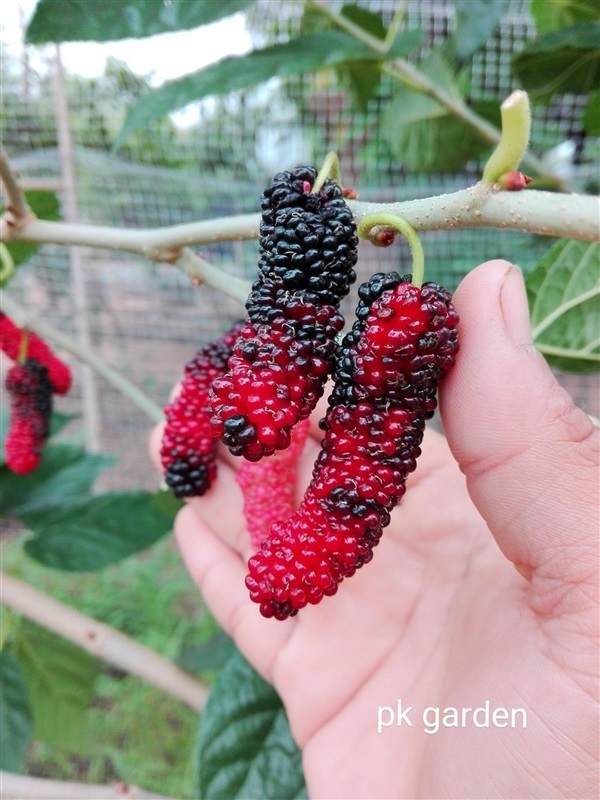 มัลเบอรี่ หม่อนกินผล พันธุ์ดำออสตุรกี | สวนเกษตรผักบุ้งกับกุ้งนาง มัลเบอรี่ ชัยภูมิ - เมืองชัยภูมิ ชัยภูมิ