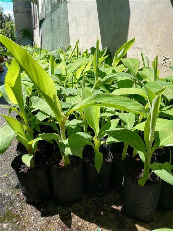 กล้วยน้ำว้าปากช่อง 50 ถุง 3.5 นิ้ว | สวนยอดรักพันธุ์ไม้ - บางกรวย นนทบุรี