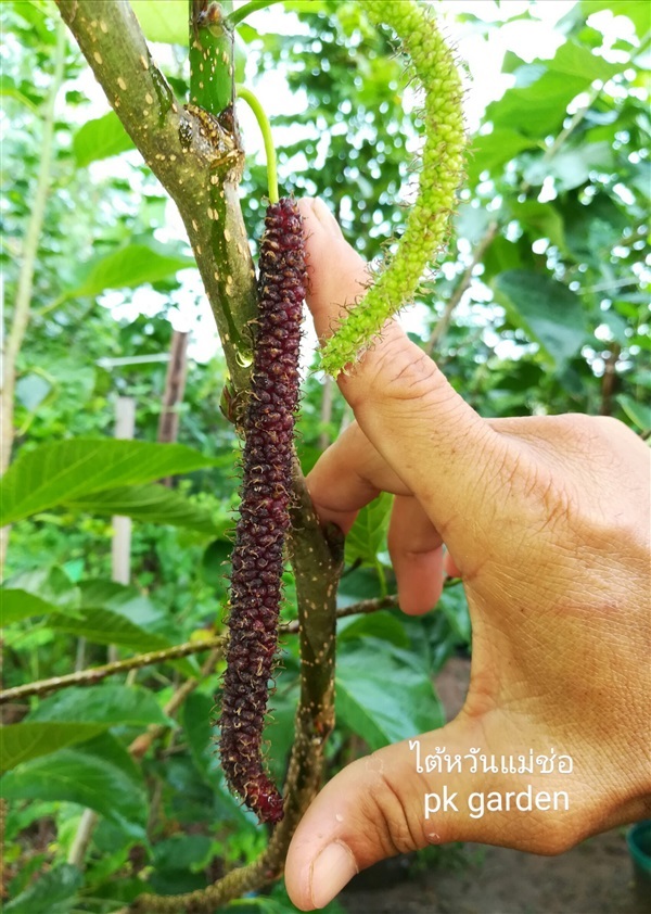 มัลเบอรี่ หม่อนกินผล พันธุ์ไต้หวันแม่ช่อ