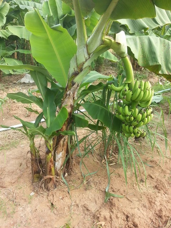 กล้วยหอมค่อม | สวนญาตา  ชัยภูมิ - จัตุรัส ชัยภูมิ