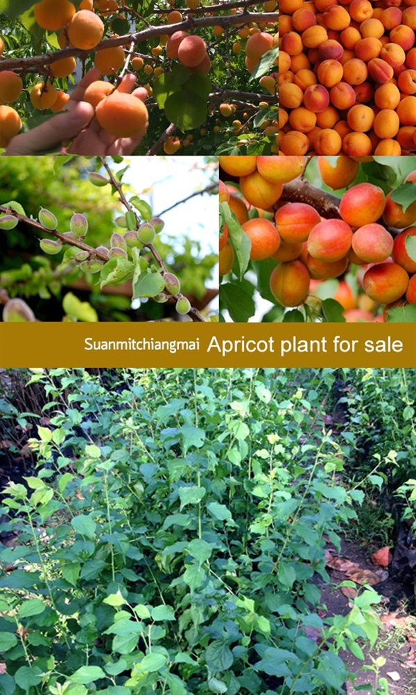 บ๊วย Apricot | สวนมิตร - เมืองเชียงใหม่ เชียงใหม่