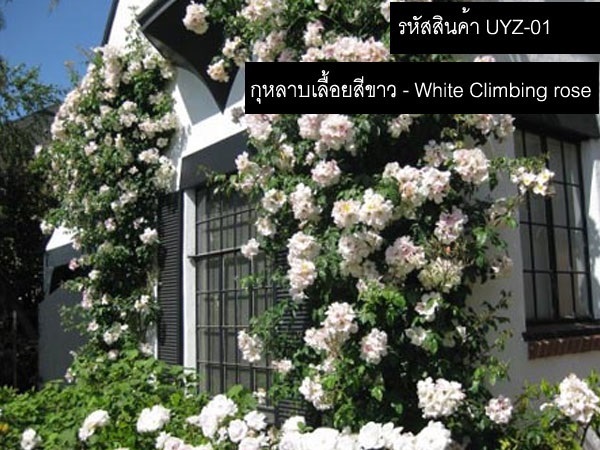 จำหน่ายเมล็ดพันธุ์กุหลาบเลื้อยสีขาว (นำเข้าคุณภาพดี)