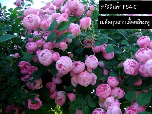  จำหน่ายเมล็ดพันธุ์กุหลาบเลื้อยสีชมพู (นำเข้าคุณภาพดี) 