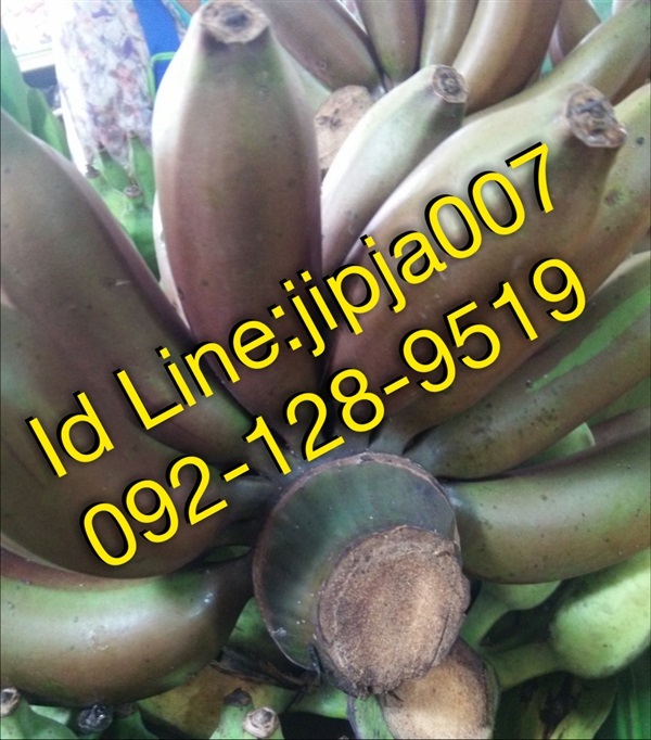 กล้วยนาค | จิ๊บดาหลา -  นนทบุรี