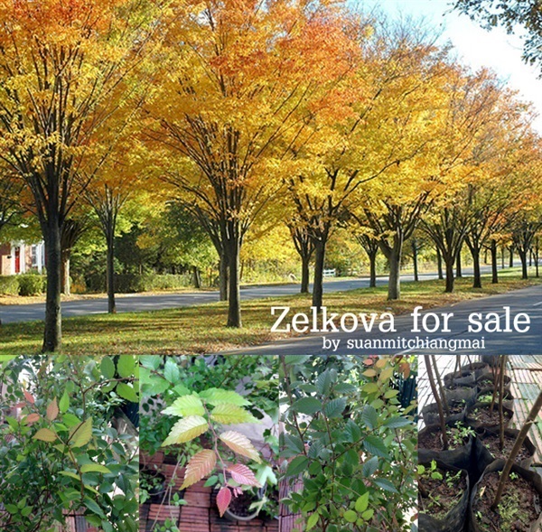 Zelkova serrata | สวนมิตร - เมืองเชียงใหม่ เชียงใหม่