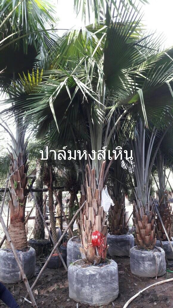 ปาล์ม หงษ์เหิน | สำเริง พันธุ์ไม้ -  ปราจีนบุรี