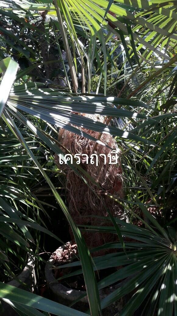 เคราฤาษี