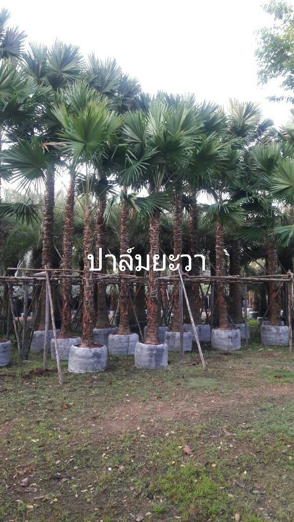 ปาล์ม ยะวา | สำเริง พันธุ์ไม้ -  ปราจีนบุรี